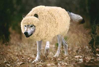  - wolf-in-sheeps-clothing